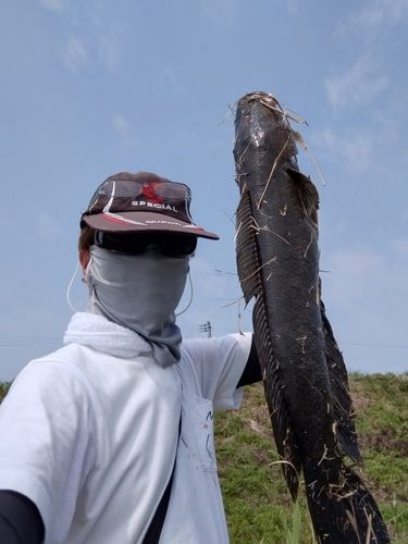 ライギョの釣果