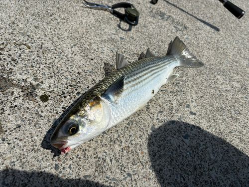 ボラの釣果
