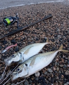 マアジの釣果