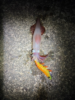 ケンサキイカの釣果