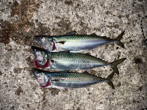 サバの釣果