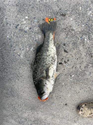 釣果