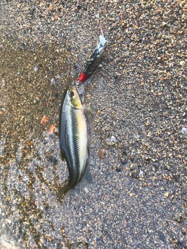 カワムツの釣果