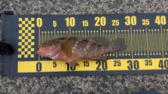 キジハタの釣果