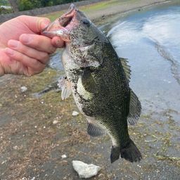 ブラックバス