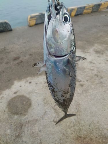 ソウダガツオの釣果