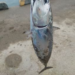 ソウダガツオ