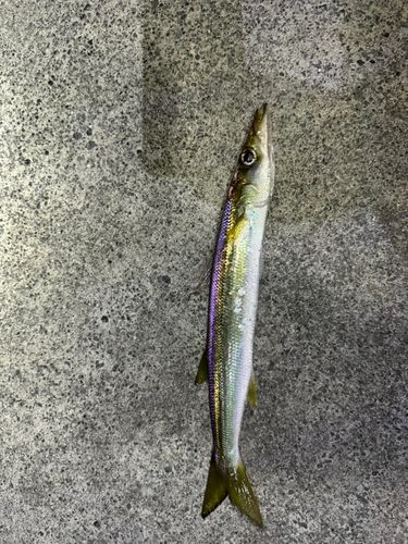 カマスの釣果