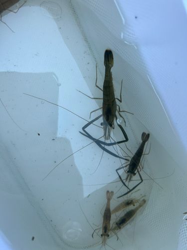 テナガエビの釣果