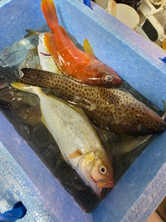 ショゴの釣果
