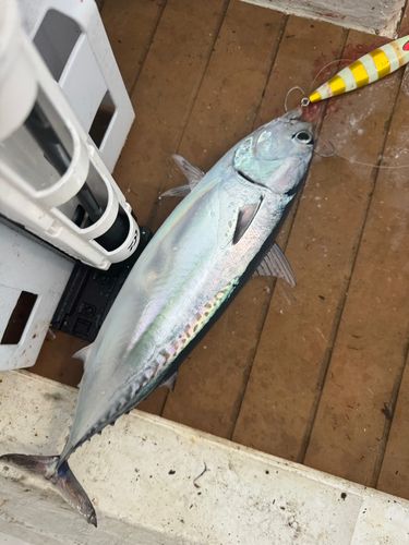 ヒラソウダの釣果