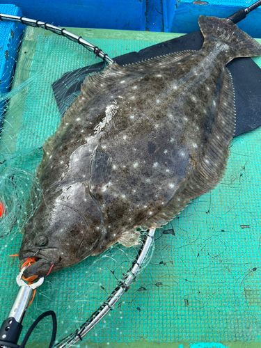 ヒラメの釣果