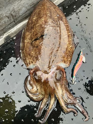 コウイカの釣果