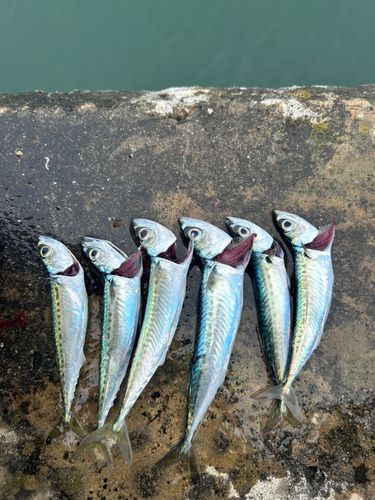 サバの釣果