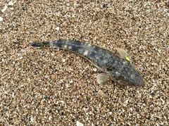 マゴチの釣果