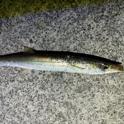 カマス