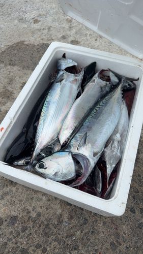 ソウダガツオの釣果