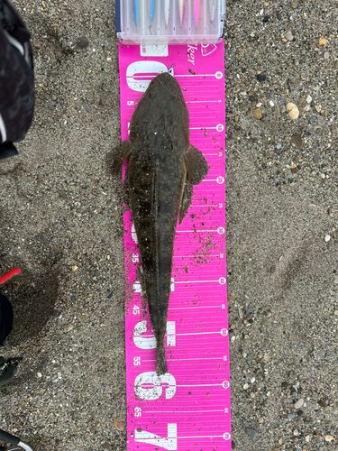 マゴチの釣果