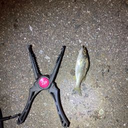 セイゴ（ヒラスズキ）