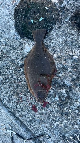 ヒラメの釣果