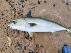 ブリの釣果