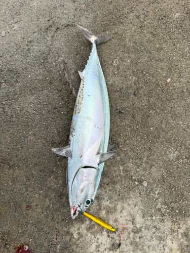 ソウダガツオの釣果