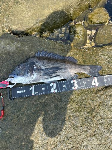 クロダイの釣果
