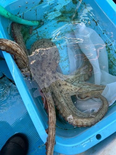タコの釣果