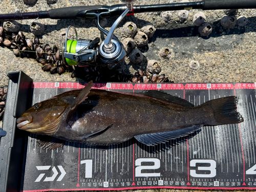 アイナメの釣果