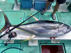 キハダマグロの釣果
