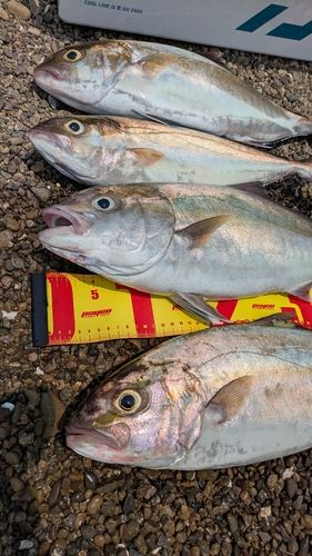 カンパチの釣果