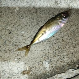 アジ