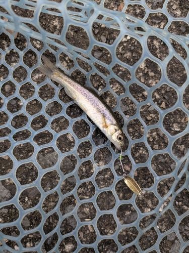 アブラハヤの釣果