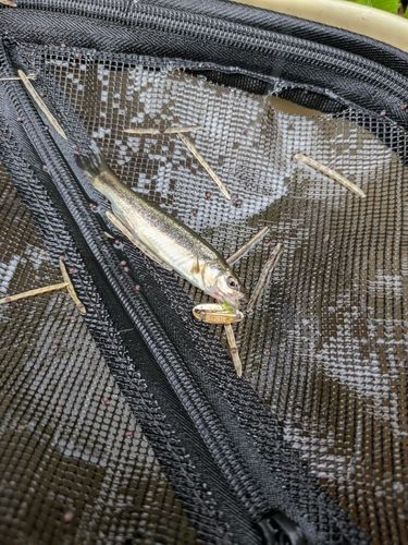 アブラハヤの釣果