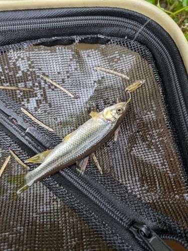 カワムツの釣果