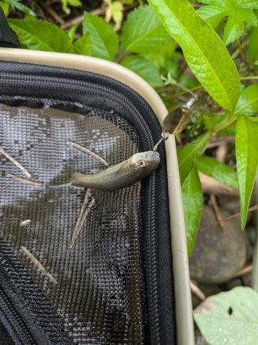 アブラハヤの釣果