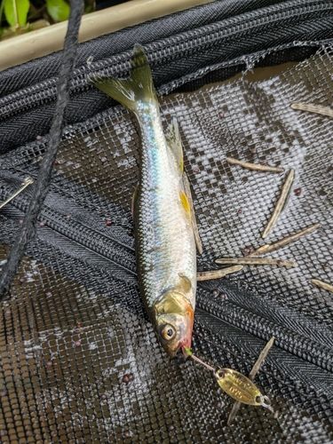 カワムツの釣果