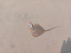 アカエイの釣果