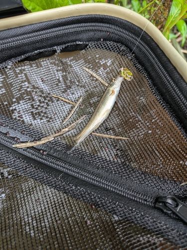 アブラハヤの釣果