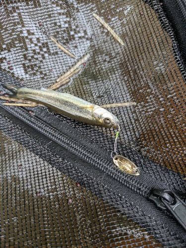 アブラハヤの釣果