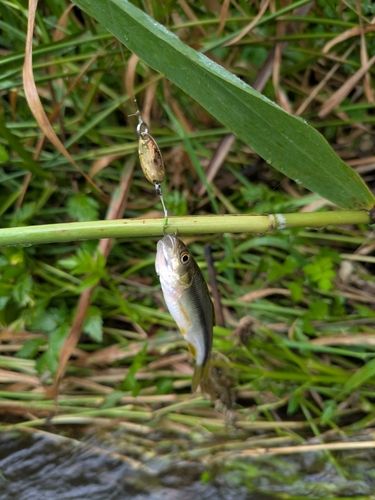 カワムツの釣果
