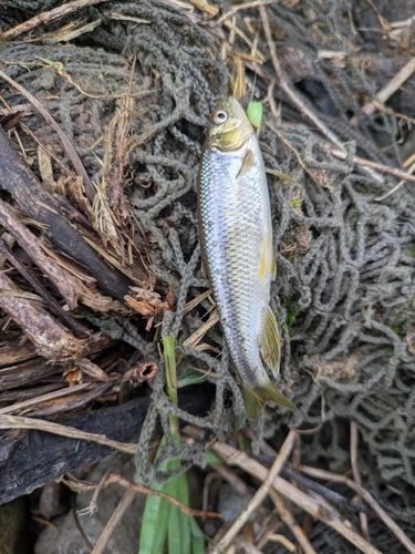 カワムツの釣果