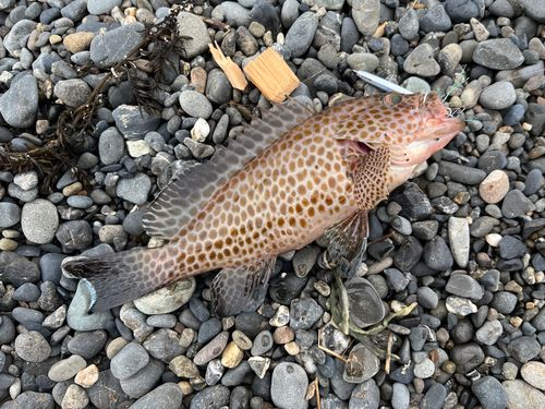 オオモンハタの釣果