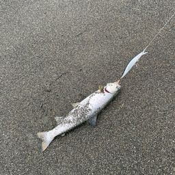 アメマス