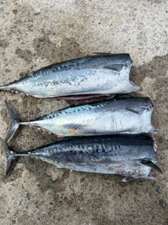 ソウダガツオの釣果