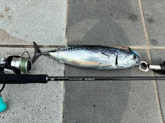 ソウダガツオの釣果