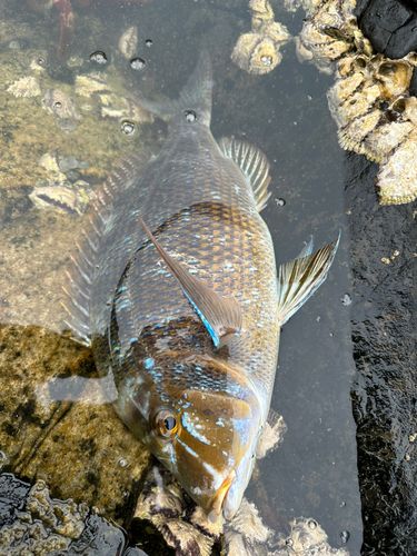 タマンの釣果