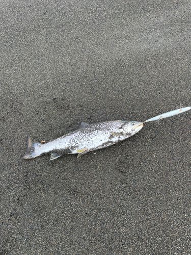 アメマスの釣果