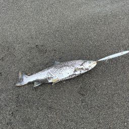 アメマス