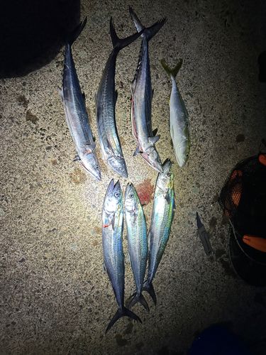 サゴシの釣果